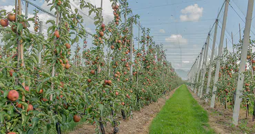В Молдове для посадки садов площадью от 0,5 га введут спецкомиссию