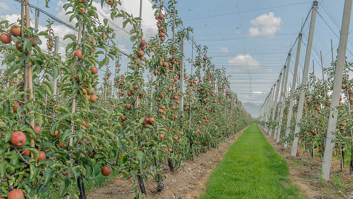 В Молдове для посадки садов площадью от 0,5 га введут спецкомиссию