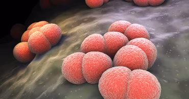 A 3D medical illustration showing Neisseria meningitidis bacteria cells.