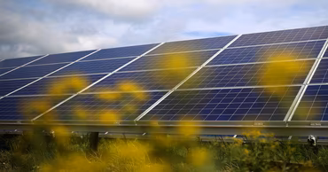 Solar panels installed in a field with yellow flowers in the foreground.
