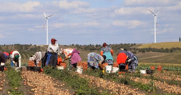 Seasonal workers harvesting onions in a field in Moldova with wind turbines in the background.