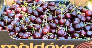 A box of fresh dark red cherries with a Moldovan export brand label.