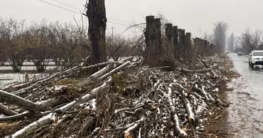 Cut trees and branches lying along a road in Ialoveni during winter.
