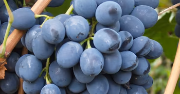 A close-up of a bunch of dark blue grapes hanging on a vine.