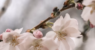 Close-up of delicate pink sakura blossoms on a branch.