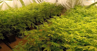 Indoor cannabis cultivation setup with plants under grow lights.