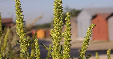 Close-up of blooming ambrosia plant with yellow pollen spikes.