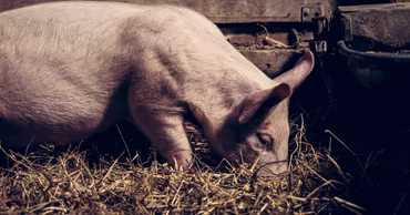 A pig standing in straw inside a farm building.