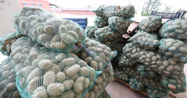 Stacks of mesh bags filled with potatoes on wooden pallets.