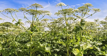 A field of blooming giant hogweed plants under a blue sky.