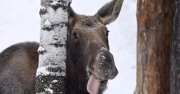 A close-up of a moose in a snowy forest environment.