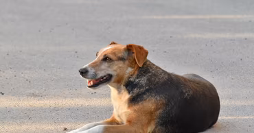 A dog lying on a paved surface during a hot day.