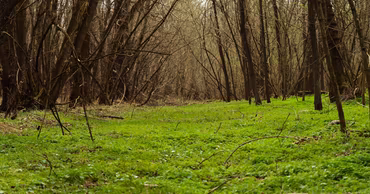 A view of the forest landscape within the Pădurea Domnească nature reserve in Moldova.