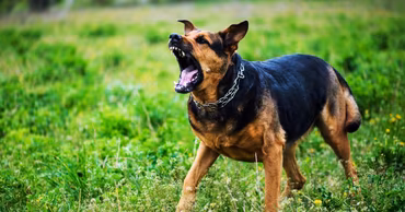 An aggressive dog barking in a grassy field.