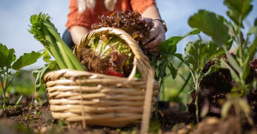 A person harvesting fresh vegetables into a wicker basket in a garden.