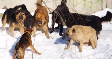 A pack of stray dogs interacting in a snowy environment.