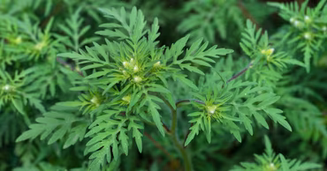 A close-up photograph of a green ragweed plant.