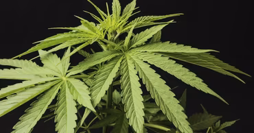A close-up of a green cannabis plant against a black background.