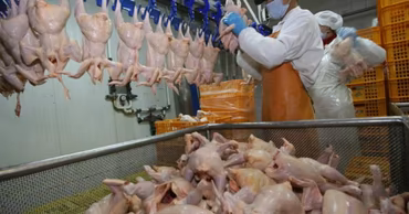 Workers processing chicken carcasses in a poultry production facility.