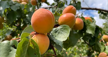 Close-up of ripe apricots hanging on a tree branch in an orchard.