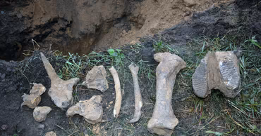 Various fossilized bones and a mammoth tooth found during an archaeological excavation in Moldova.