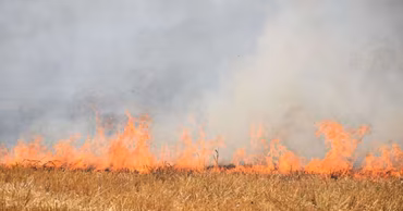 A wheat field on fire with flames and smoke rising into the sky.