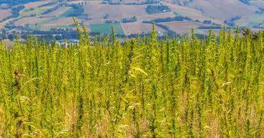 A field of green cannabis plants growing in a rural landscape.