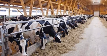 Cows eating hay inside a modern dairy farm facility.