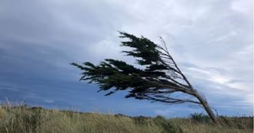A tree bending in strong wind against a cloudy, stormy sky.