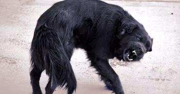 A black dog snarling and showing its teeth.