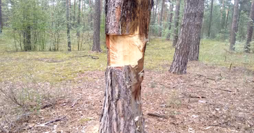 A pine tree in a forest with a large section of bark and wood cut out.
