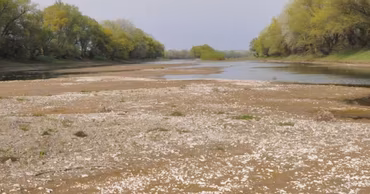 A shallow, dried-up section of the Dniester river with exposed riverbed and trees.