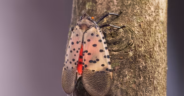 A spotted lanternfly insect resting on a tree trunk.