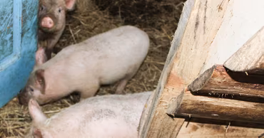 Several piglets standing on straw inside a wooden farm enclosure.