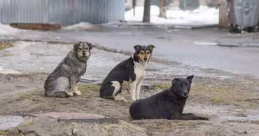 Three stray dogs sitting on a muddy patch in a city street.