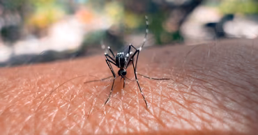 A close-up shot of a mosquito biting human skin.