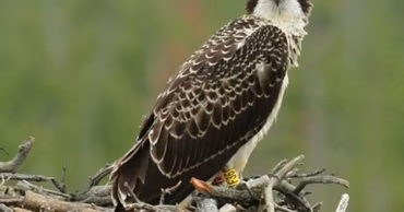 A bird of prey perched in a nest.
