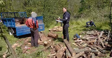 A police officer documenting illegal logging activity with cut wood and a truck in a forest.