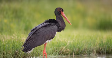 A black stork standing in shallow water in a grassy environment.