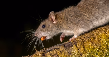 A brown rat on a mossy log holding a nut in its mouth.