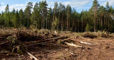 A forest area with signs of recent logging and cut tree branches on the ground.