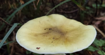 A death cap mushroom growing in a forest environment.