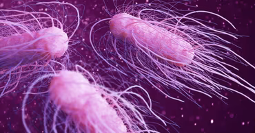 Microscopic view of Salmonella bacteria cells.