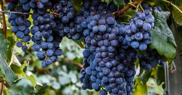 Close-up of ripe dark blue grapes hanging on a vine in a vineyard.