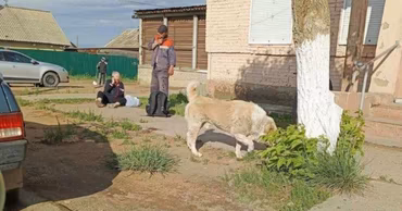 A large Alabai dog near a woman sitting on the ground after an attack.