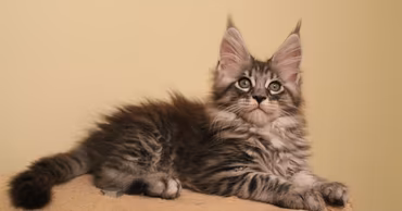A young Maine Coon cat lying on a soft surface.