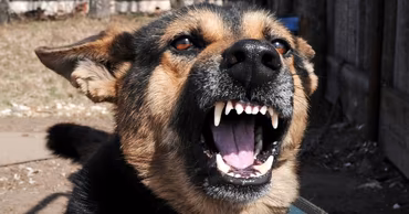 A close-up of an aggressive dog barking with its mouth open showing teeth.